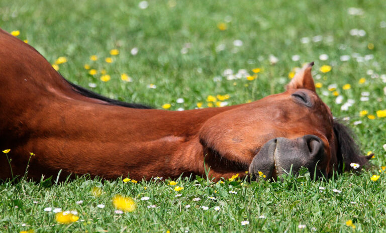 Cheval qui dort