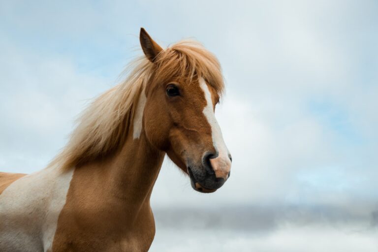 Prix cheval