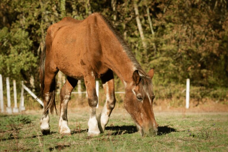 Combien de Temps Vit un Cheval ? Longévité Moyenne, Facteurs et Conseils Essentiels