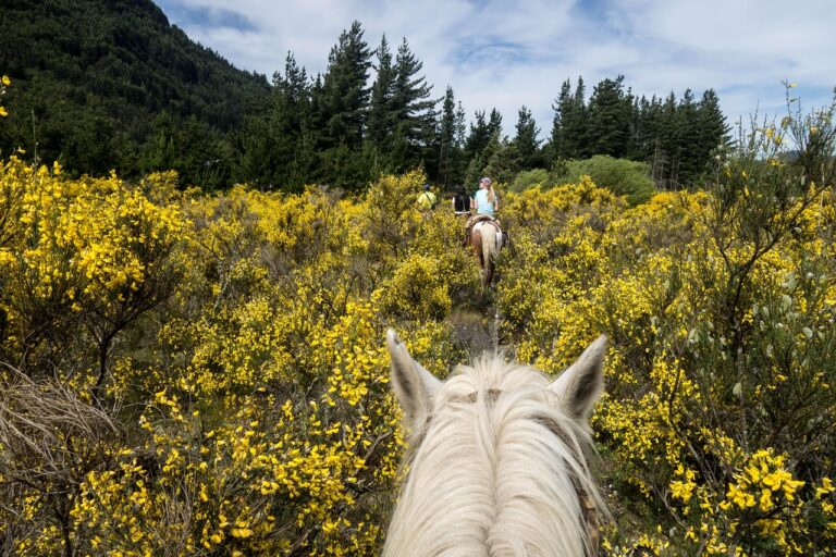 Balade à cheval dans le Luberon : explorer la Provence au rythme de l’équitation